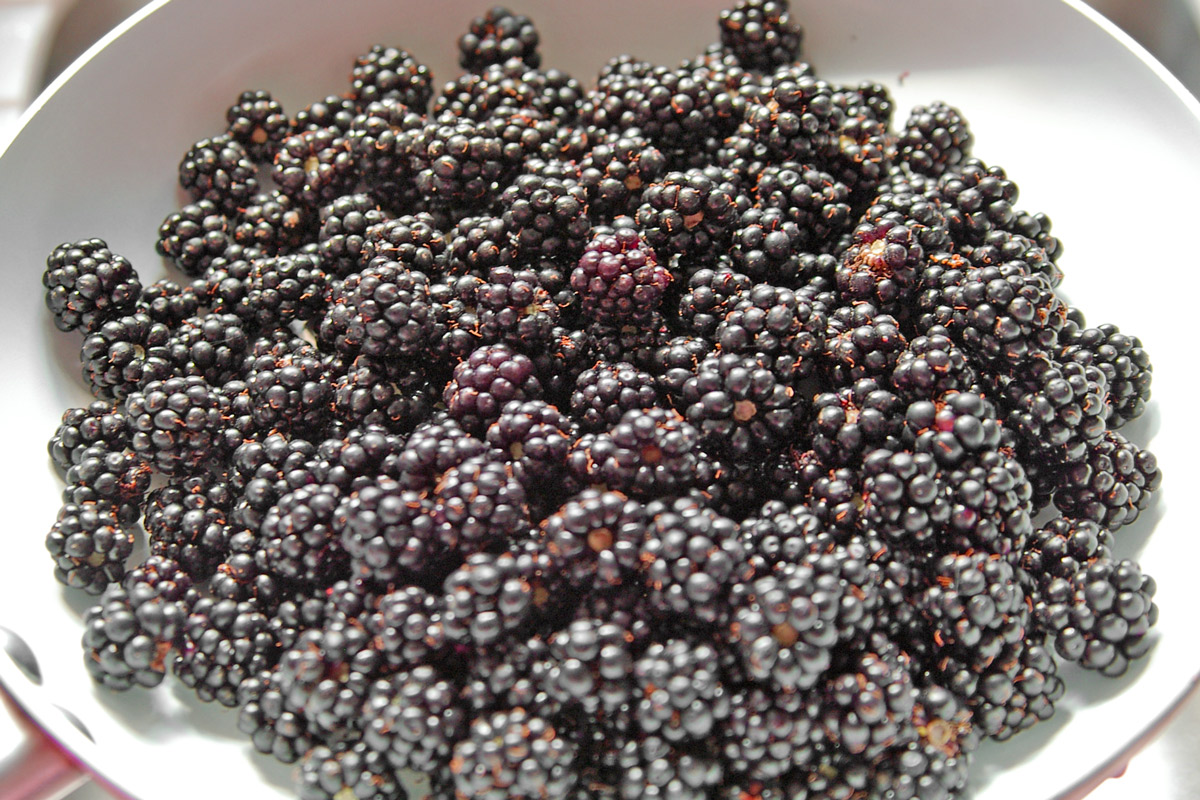 Blackberry season